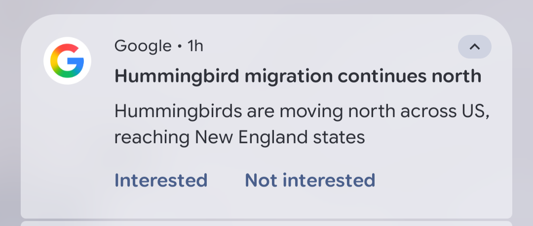Google News alert: Hummingbird migration continues north<br>Hummingbirds are moving north across US, reaching New England states